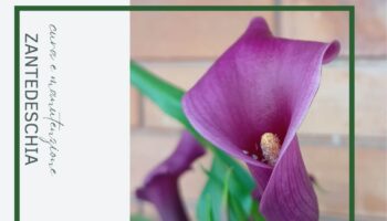 Zantedeschia: Coltivare la Calla in Vaso cura e consigli pratici per farla vivere a lungo