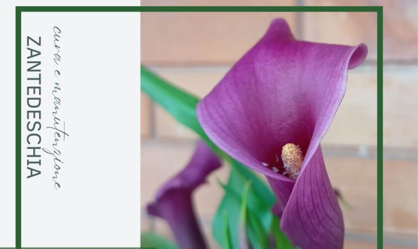 Zantedeschia: Coltivare la Calla in Vaso cura e consigli pratici per farla vivere a lungo