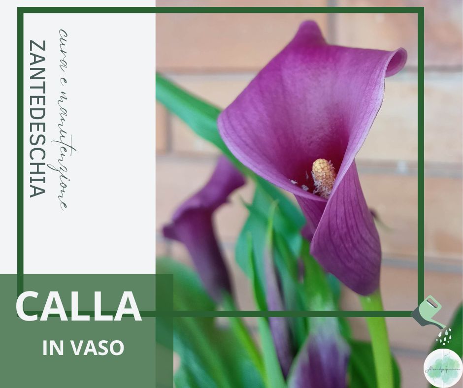 Zantedeschia: Coltivare la Calla in Vaso cura e  consigli pratici per farla vivere a lungo