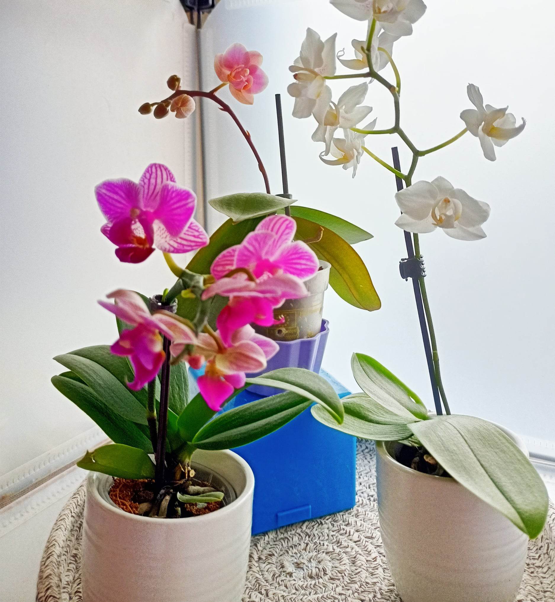 Fioritura orchidea: cosa fare in pratica