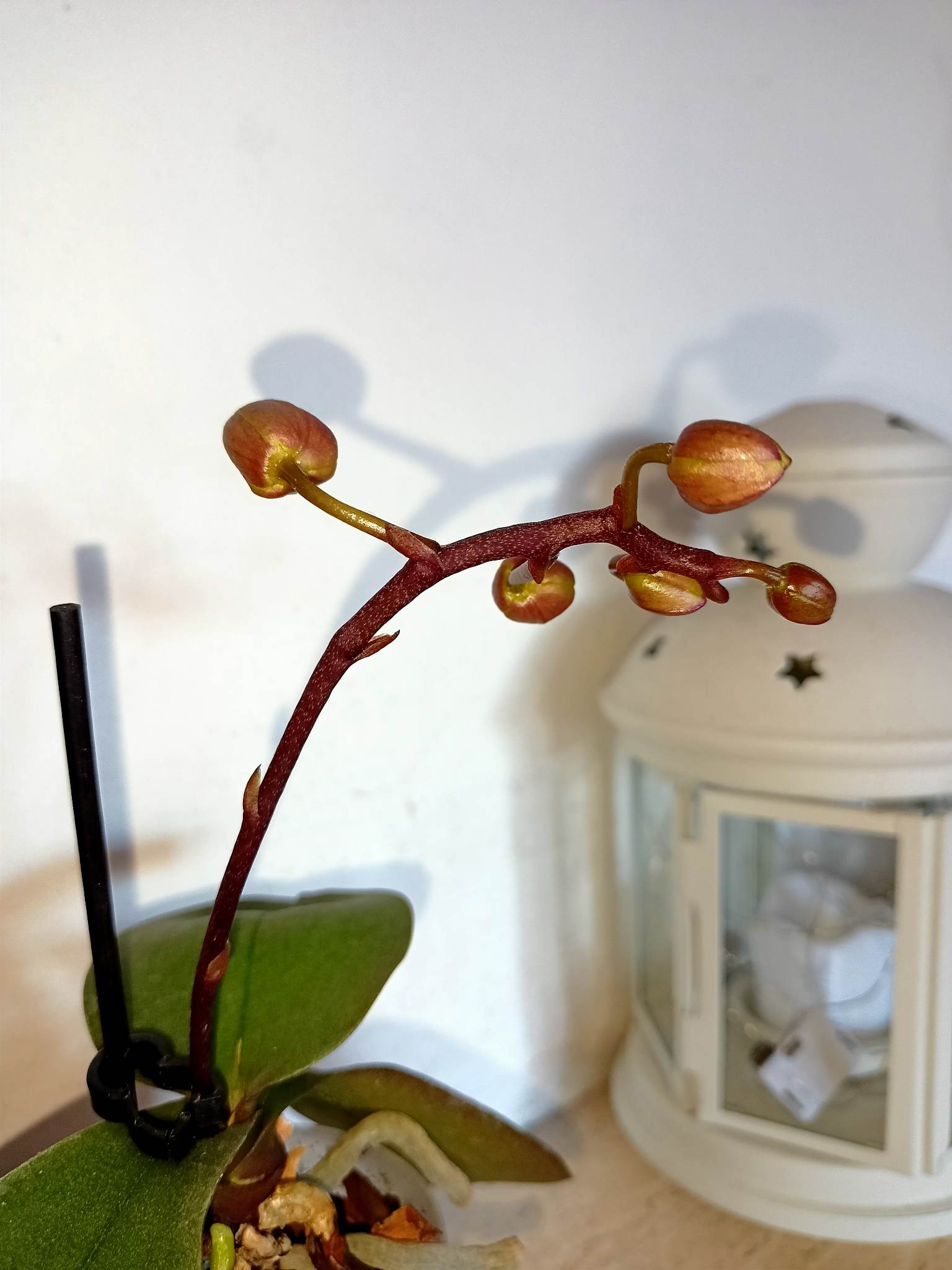 fioritura orchidea