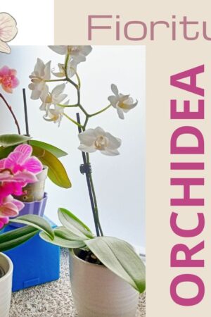 fioritura orchidea: come farla rifiorire in modo semplice e pratico