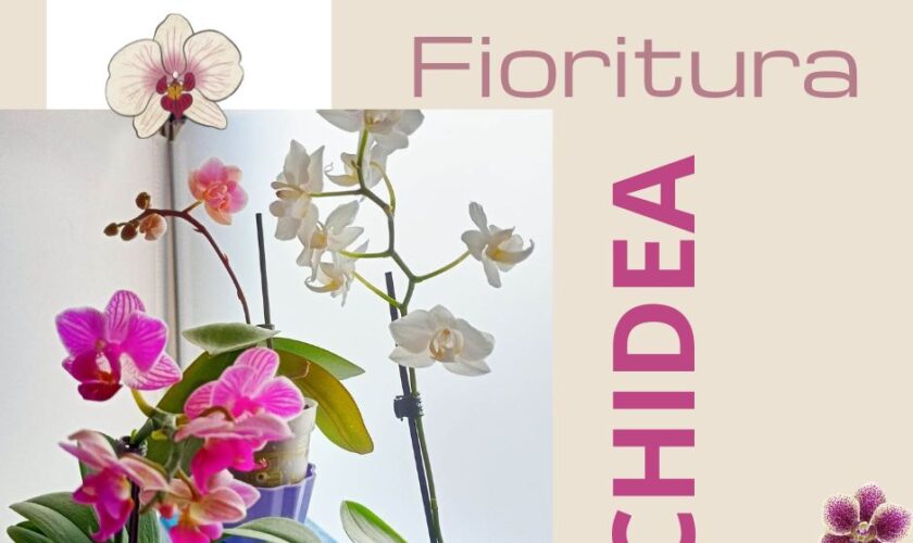 fioritura orchidea: come farla rifiorire in modo semplice e pratico