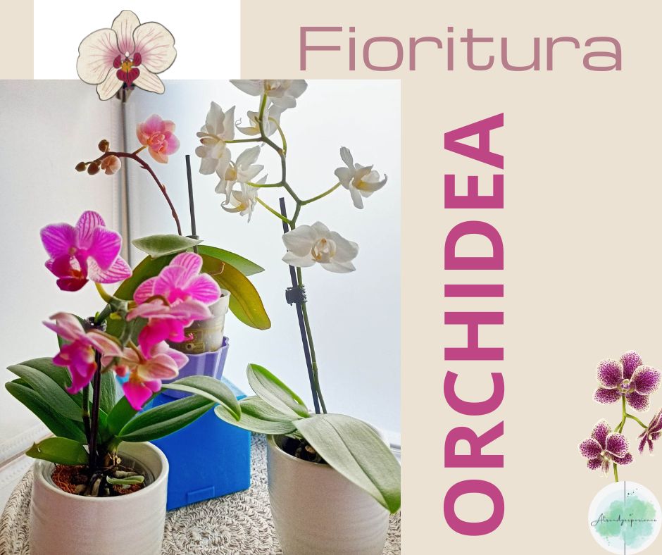 fioritura orchidea: come farla rifiorire in modo semplice e pratico 