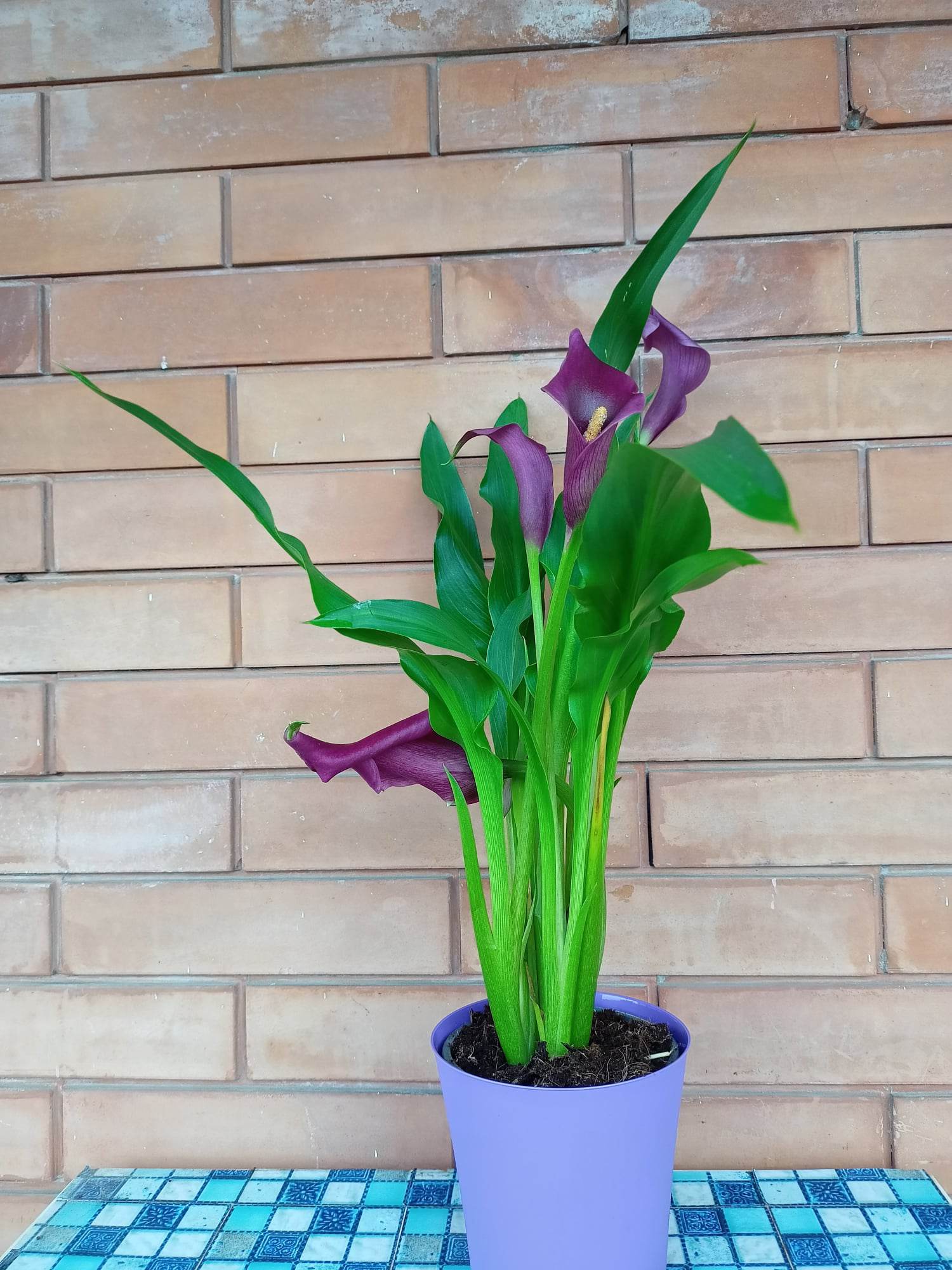Coltivare la calla in vaso: rinvaso, terriccio e fertilizzante