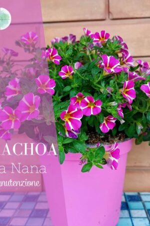 Coltivare la Calibrachoa, Petunia nana in vaso cura e manutenzione