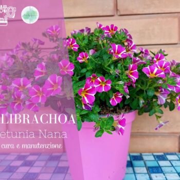 Coltivare la Calibrachoa, Petunia nana in vaso cura e manutenzione