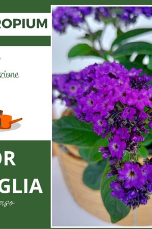 Heliotropium in vaso cura e manutenzione del Fior Di Vaniglia o Salvia blu