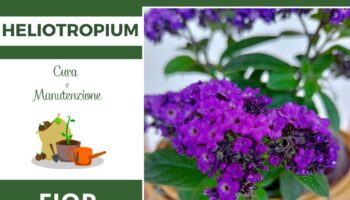 Heliotropium in vaso cura e manutenzione del Fior Di Vaniglia o Salvia blu