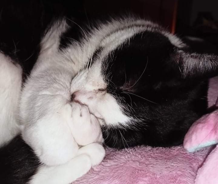 Quando muore il nostro amato Pet un grande pezzo del nostro cuore muore con lui