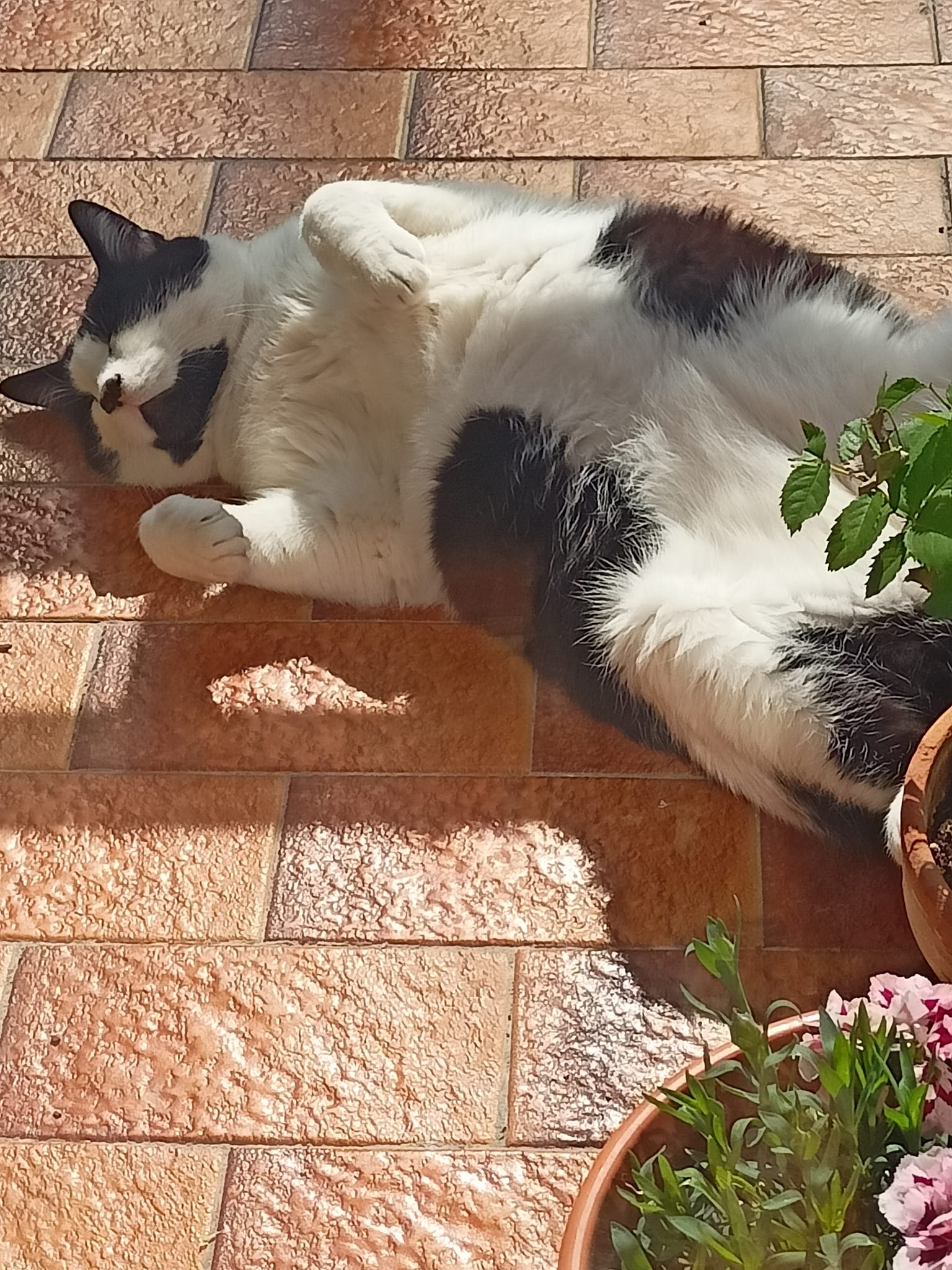 La rapida fine inaspettata
