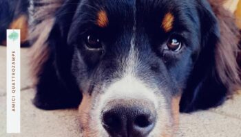 Cibo personalizzato cani: la rivoluzione dei mangimi in base alle loro esigenze specifiche