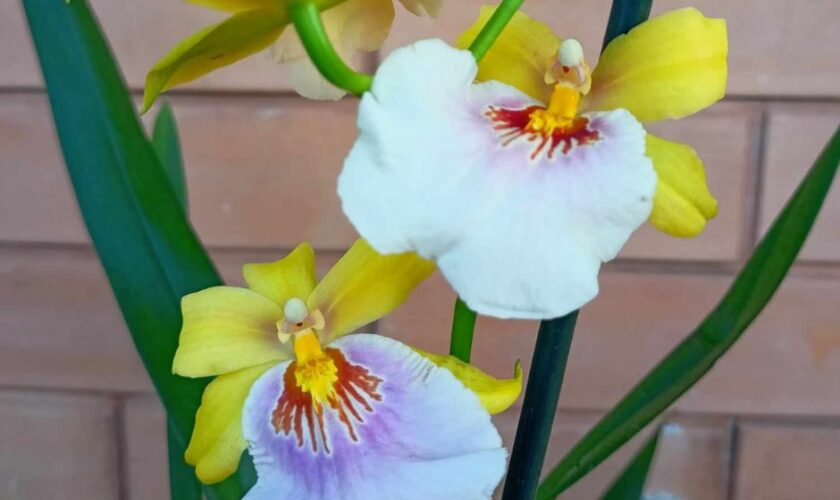 Orchidea Miltonia cura e manutenzione dell'orchidea del pensiero