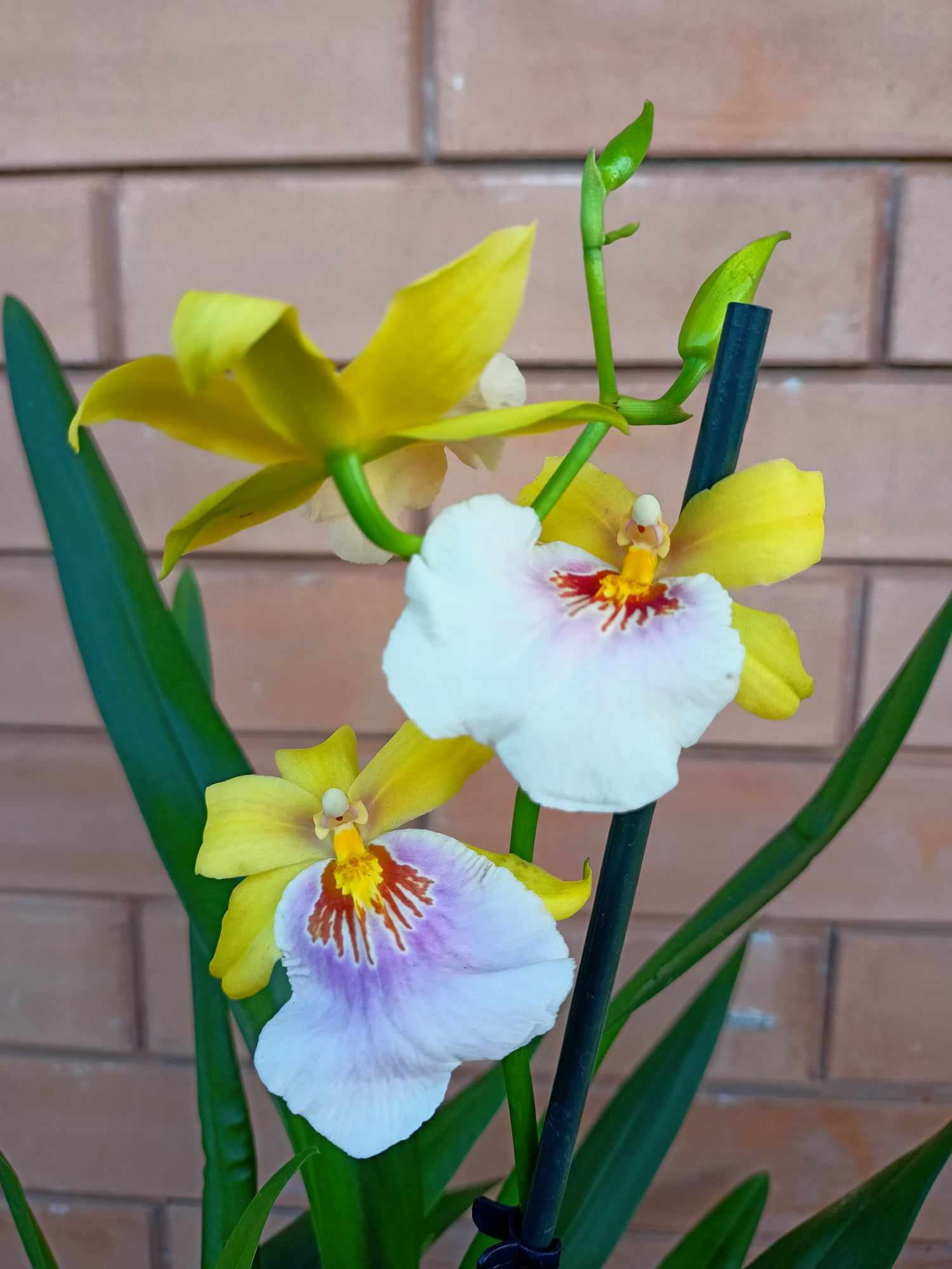 Orchidea Miltonia cura e manutenzione dell'orchidea del pensiero