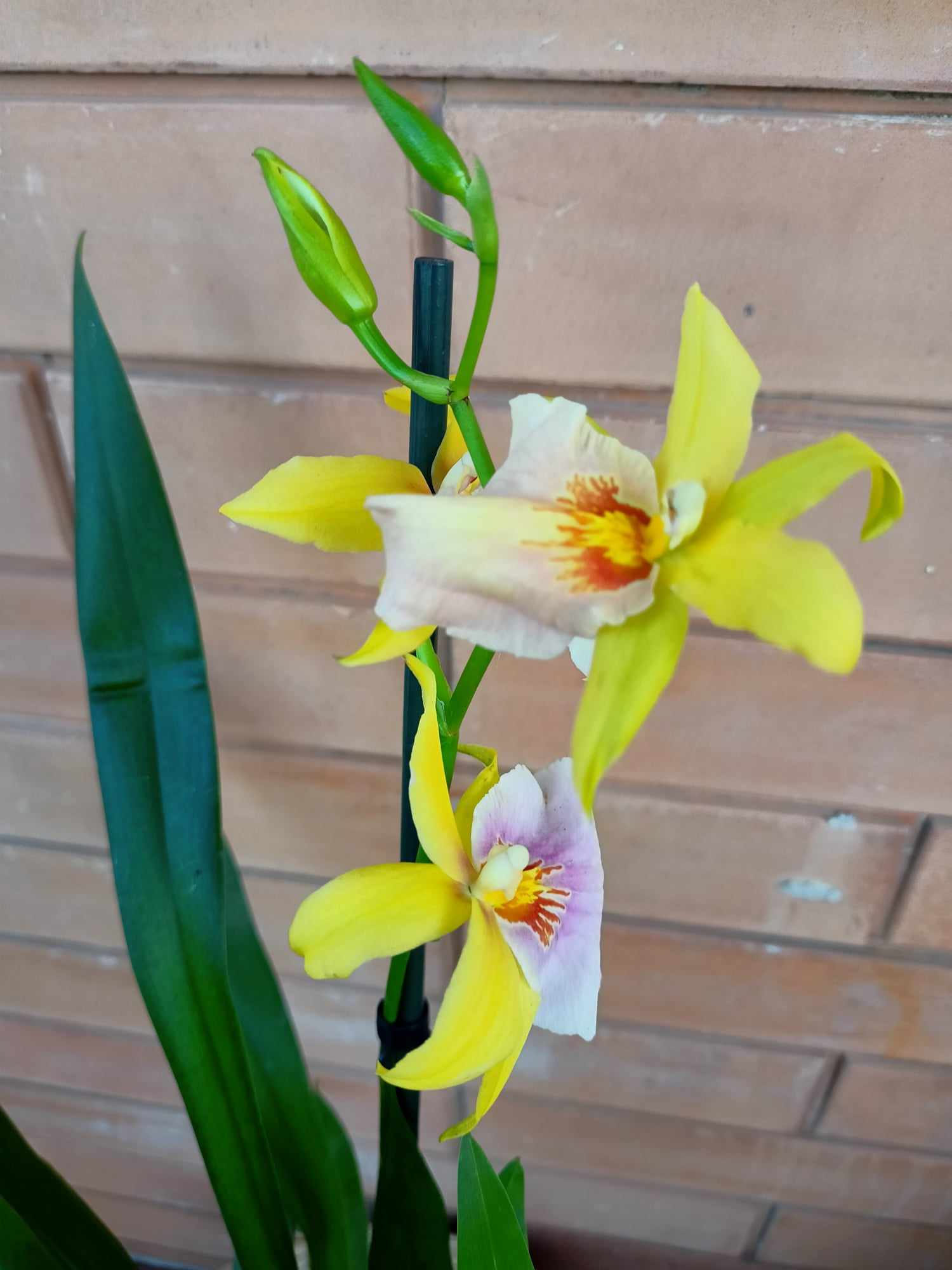 Orchidea Miltonia origini e caratteristiche