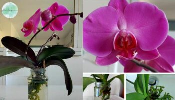 Idrocoltura Orchidea fai da te, preparazione, cura e manutenzione