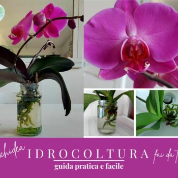 Idrocoltura Orchidea fai da te, preparazione, cura e manutenzione
