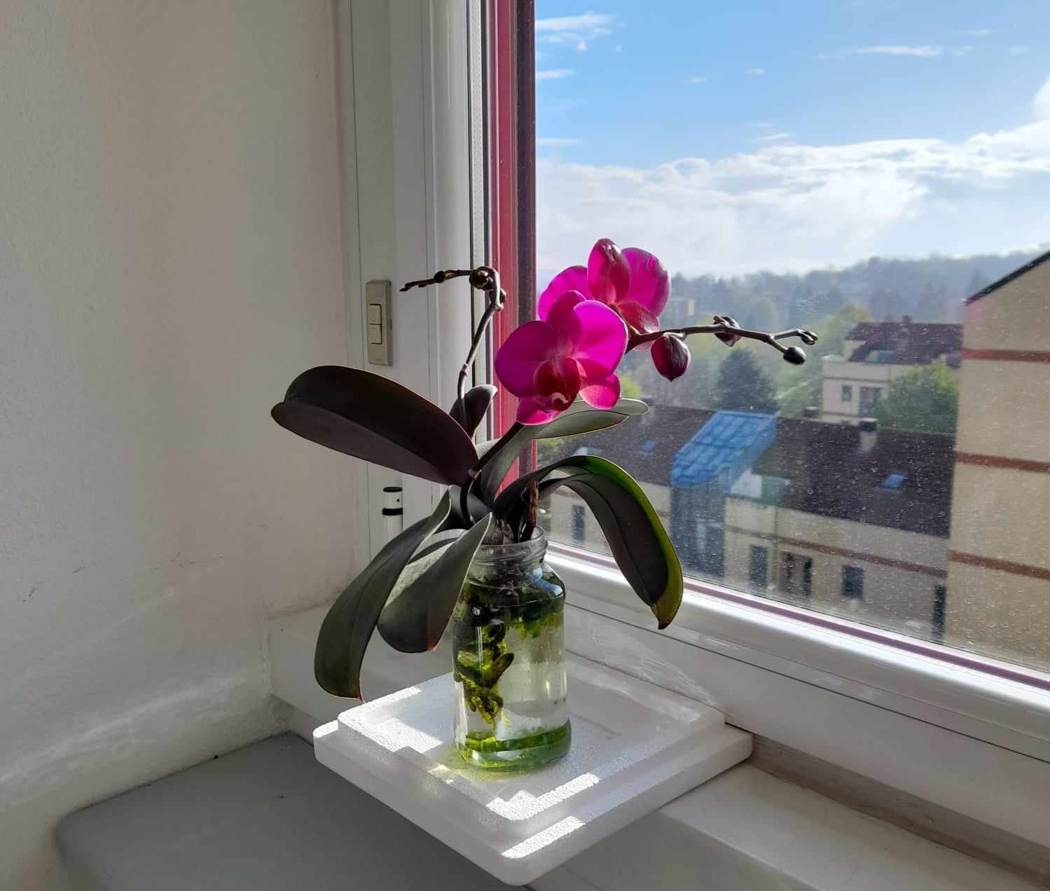 idrocoltura orchidea consigli pratici