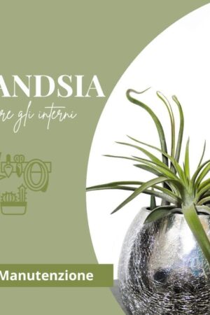 Tillandsia, una pianta davvero speciale per la decorazione degli interni