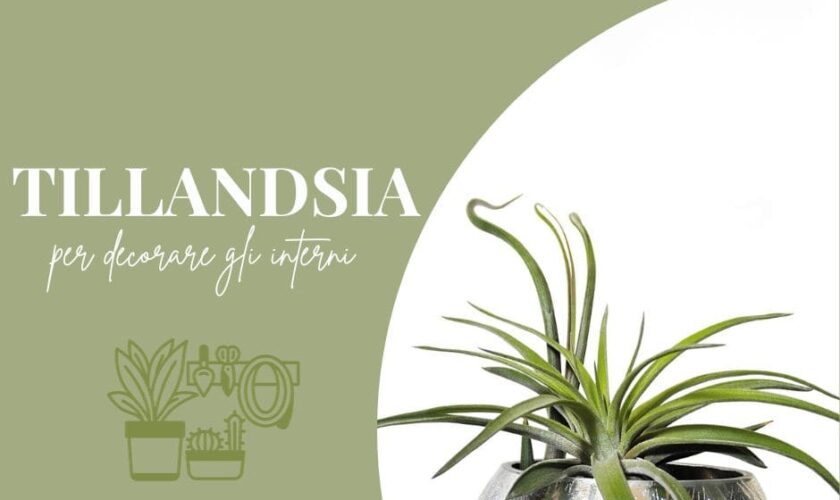 Tillandsia, una pianta davvero speciale per la decorazione degli interni