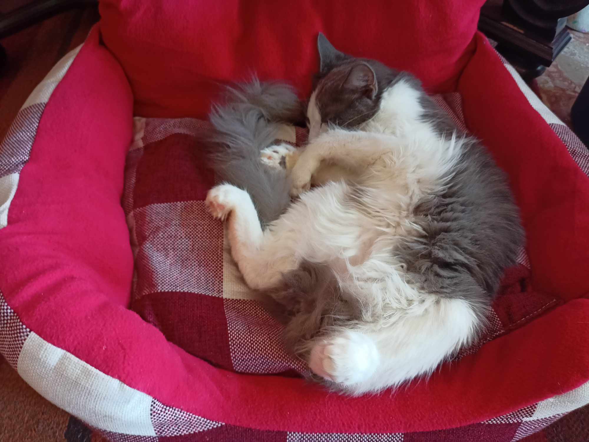 Adottare un gatto di 4 o 5 mesi consigli finali per allestimento della casa