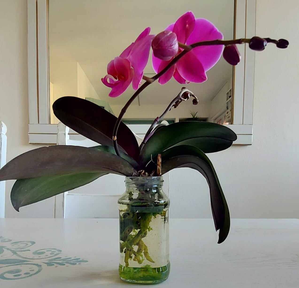Salvare l'orchidea con l'idrocoltura considerazioni finali