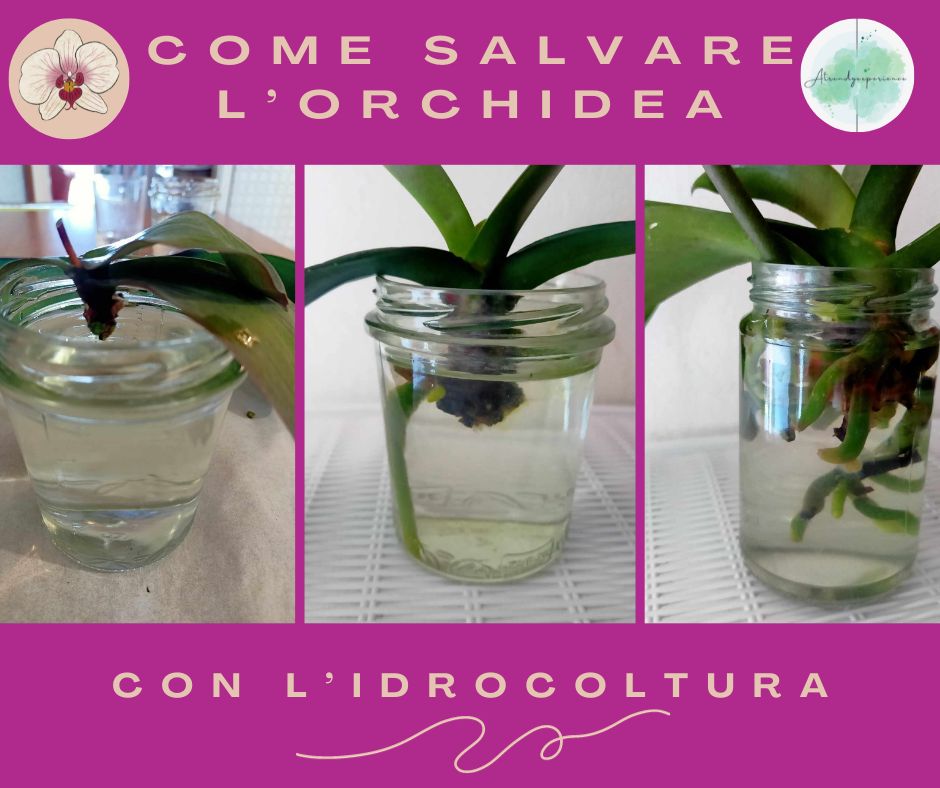 idroponica per salvare l'orchidea