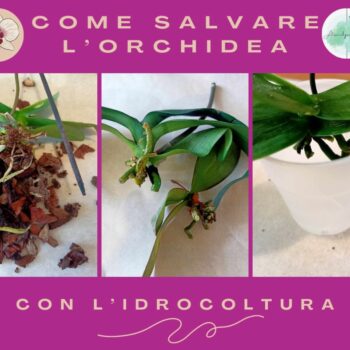Salvare l'orchidea mettendola in acqua: preparazione della pianta