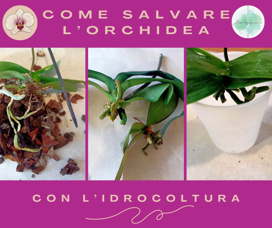 Salvare l'orchidea mettendola in acqua: preparazione della pianta