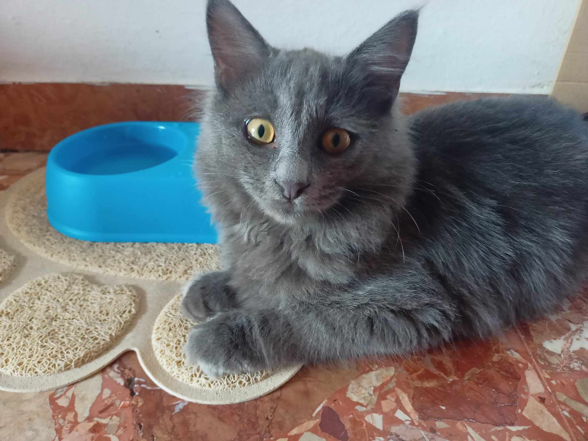 Tappetini, ciotole, lettiera, coperte in pile