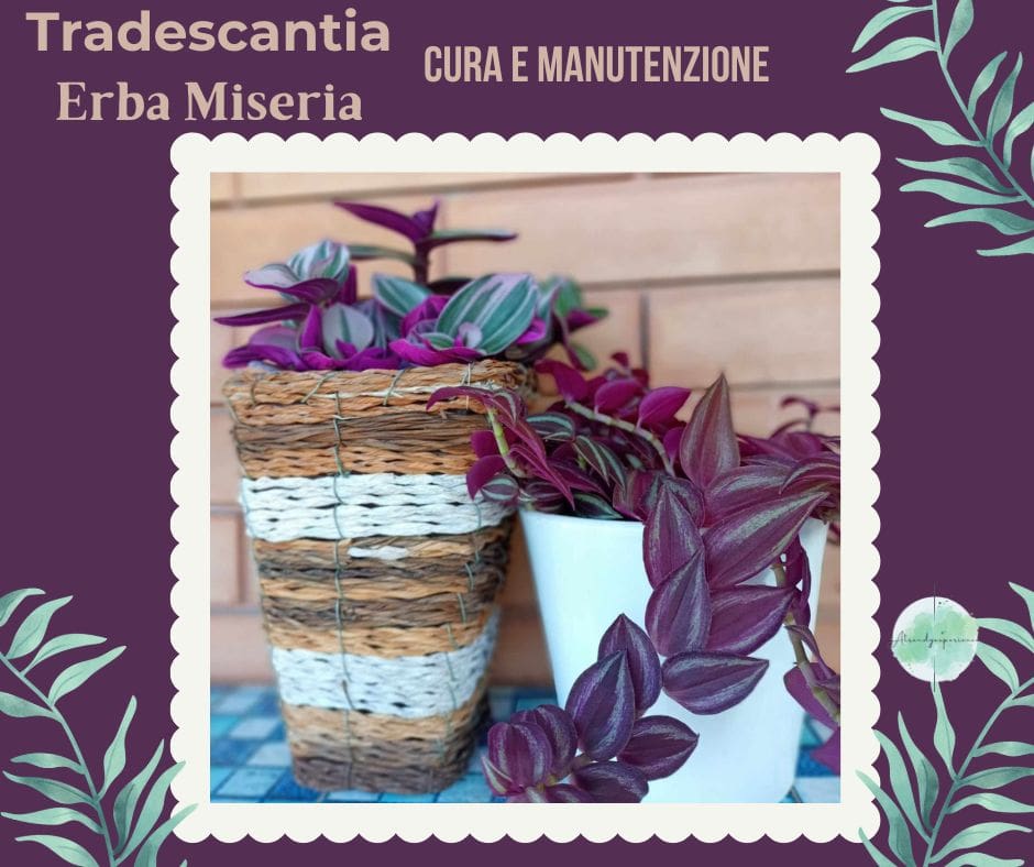 Coltivare la Tradescantia: Erba Miseria cura e manutenzione