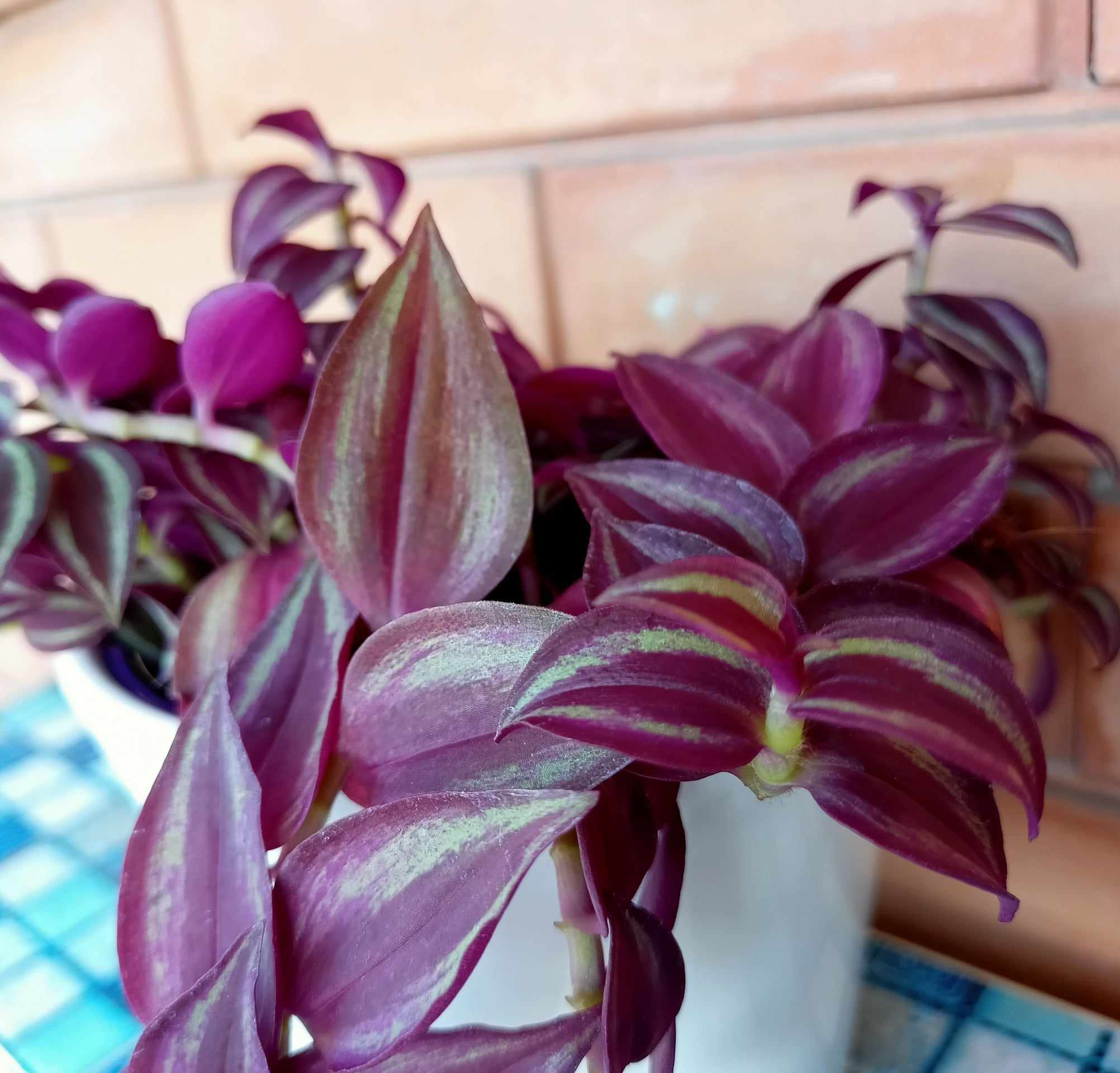 Coltivare la Tradescantia: dove posizionare la Pianta Miseria e temperatura ideale