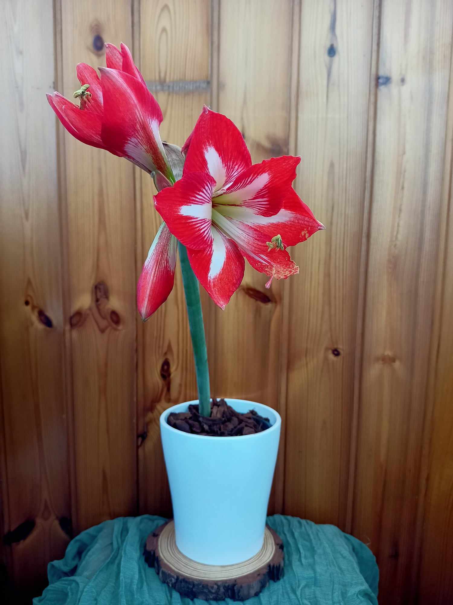 Bulbo di Amaryllis fiorito