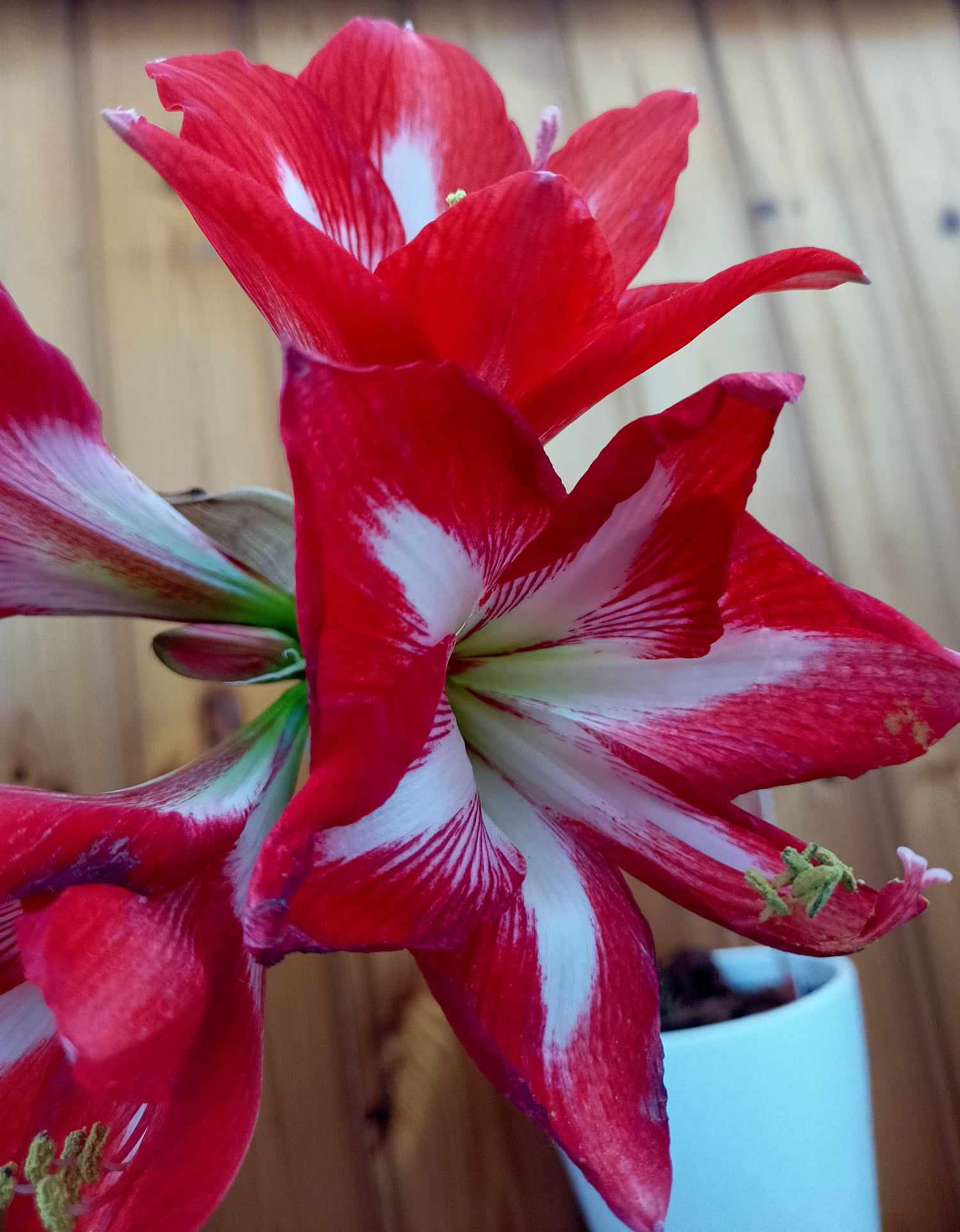 Coltivare Amaryllis rosso in vaso, cura e manutenzione