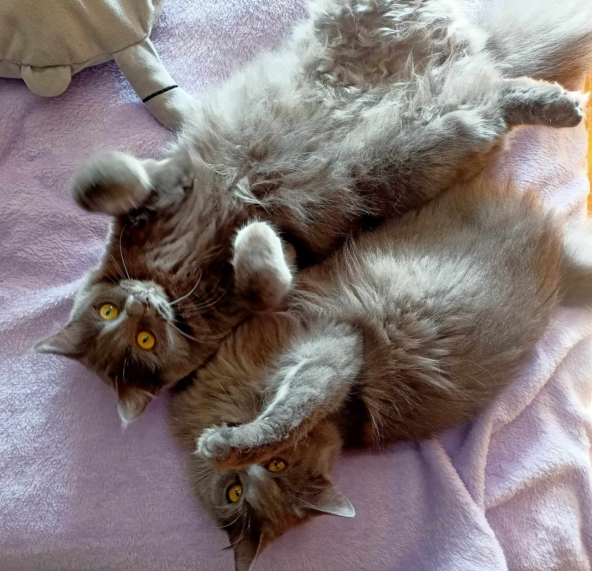 Sterilizzazione dei gatti cos'è, preparazione e post intervento tutto quello che devi sapere