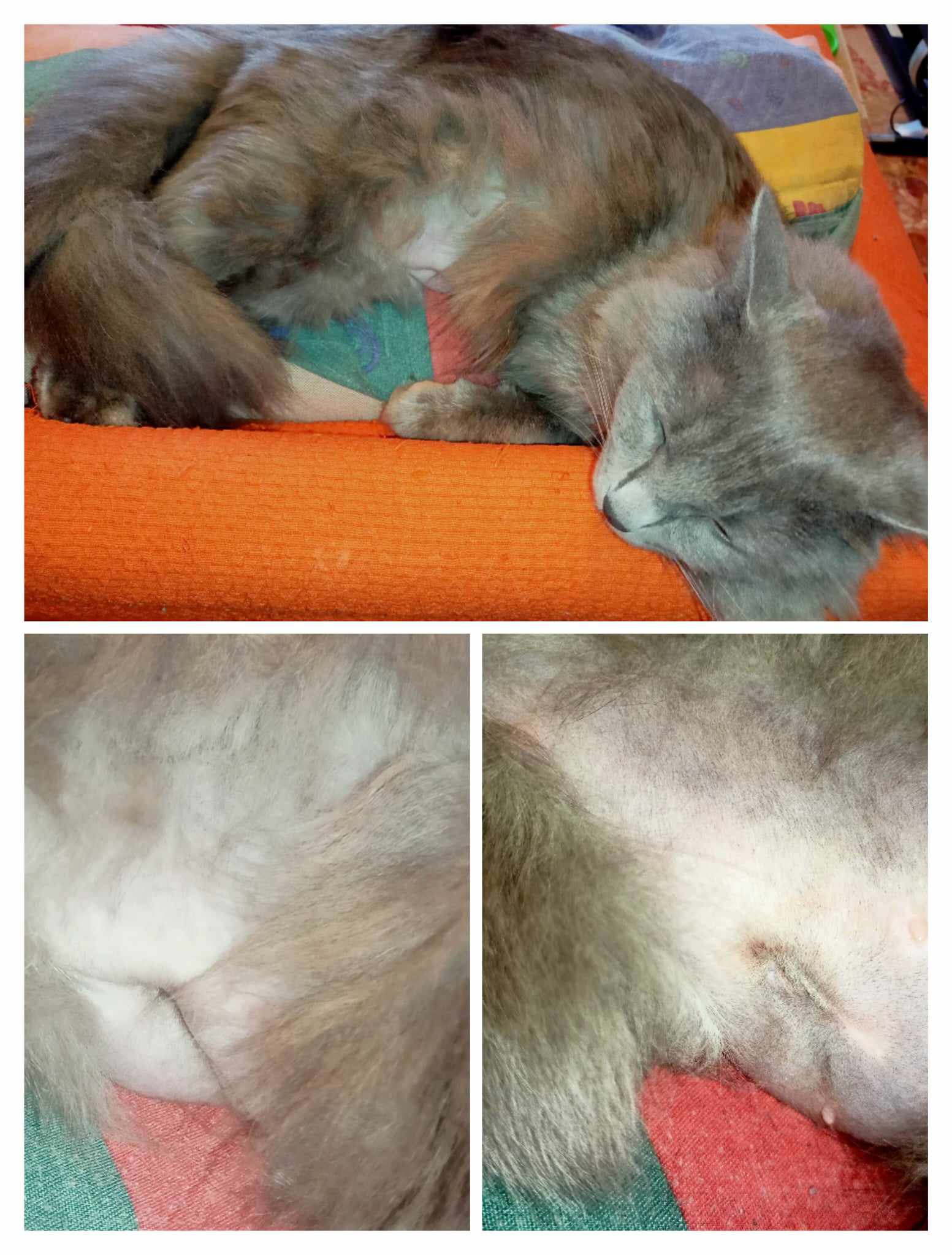 Cura post-operatoria per il gatto