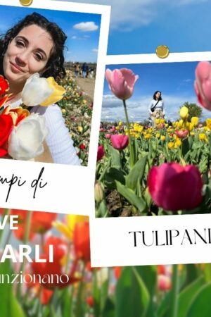Dove trovare i Campi di Tulipani di tendenza del nord Italia e come funziona per i visitatori