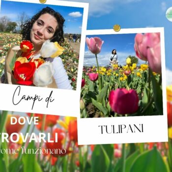 Dove trovare i Campi di Tulipani di tendenza del nord Italia e come funziona per i visitatori