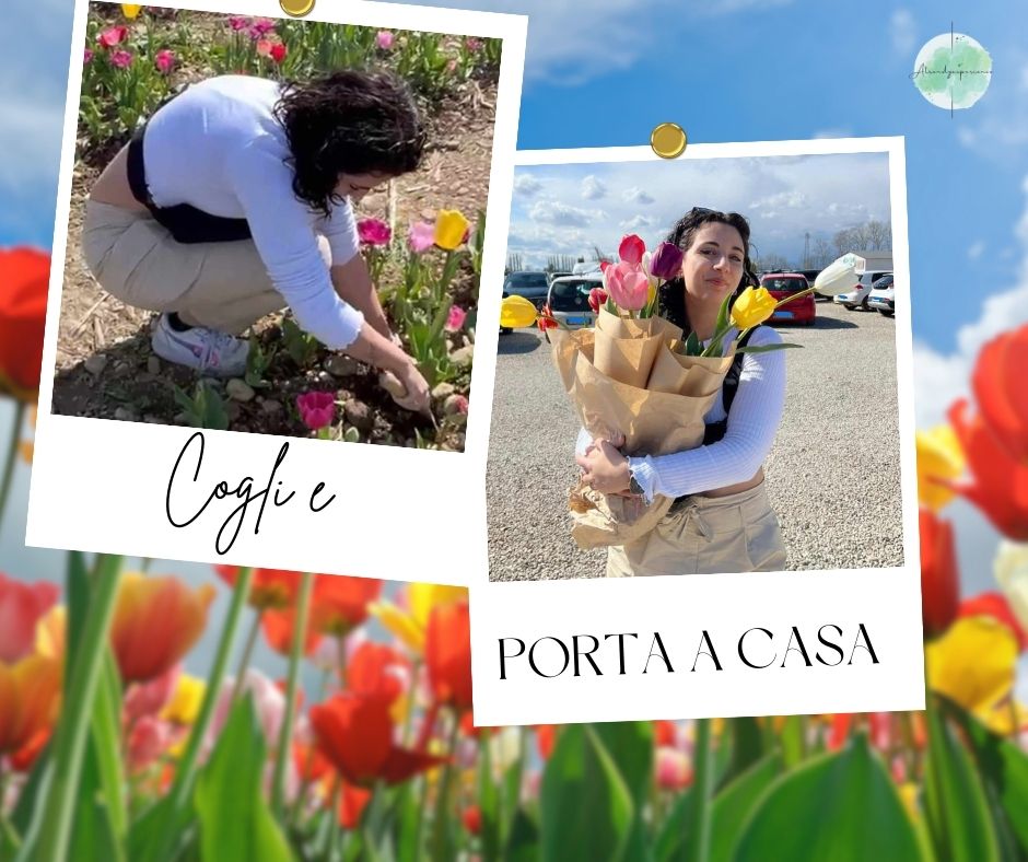Campi di Tulipani: la nostra esperienza