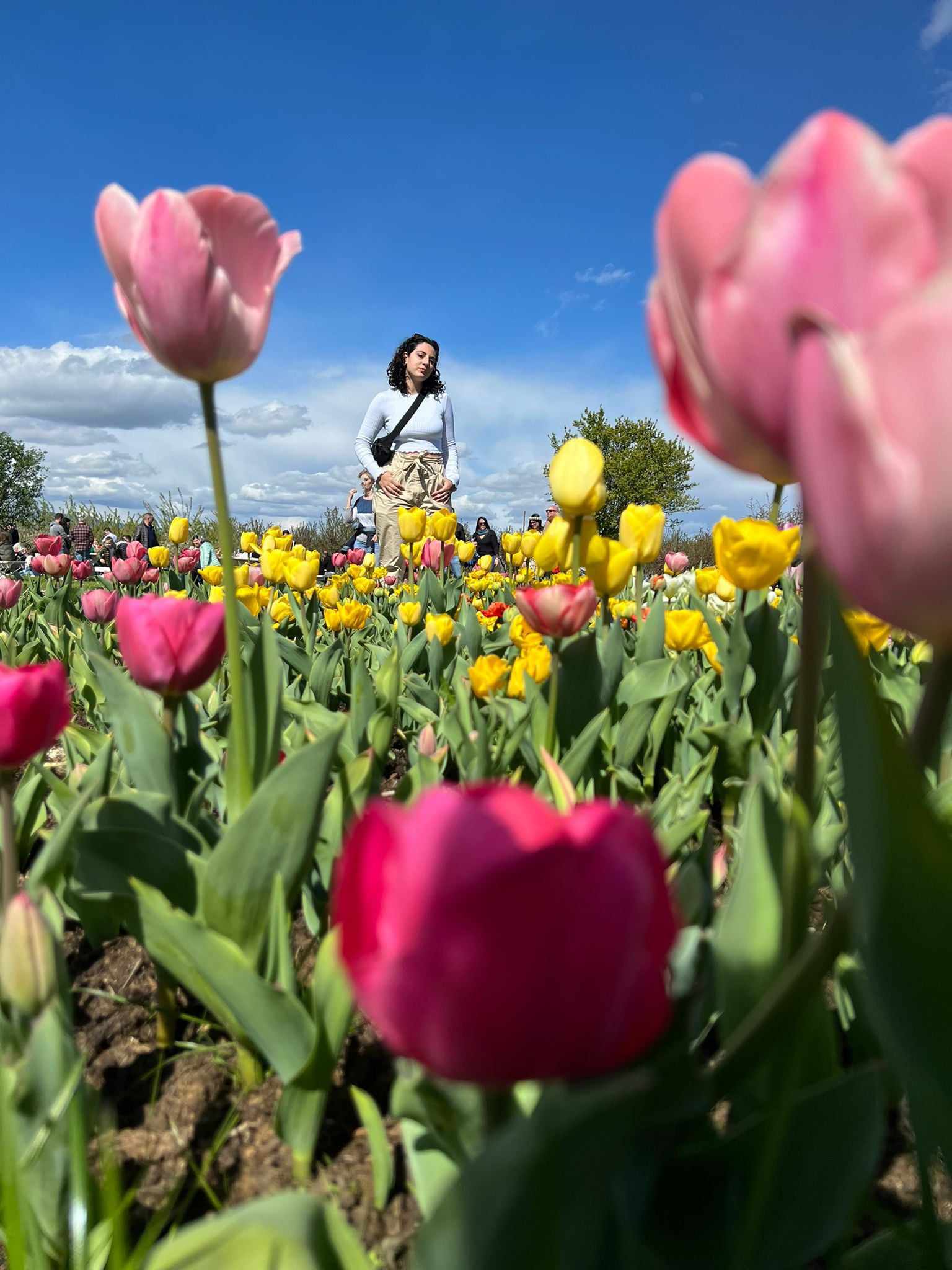 La coltivazione dei tulipani dalle antichità ai socials di oggi