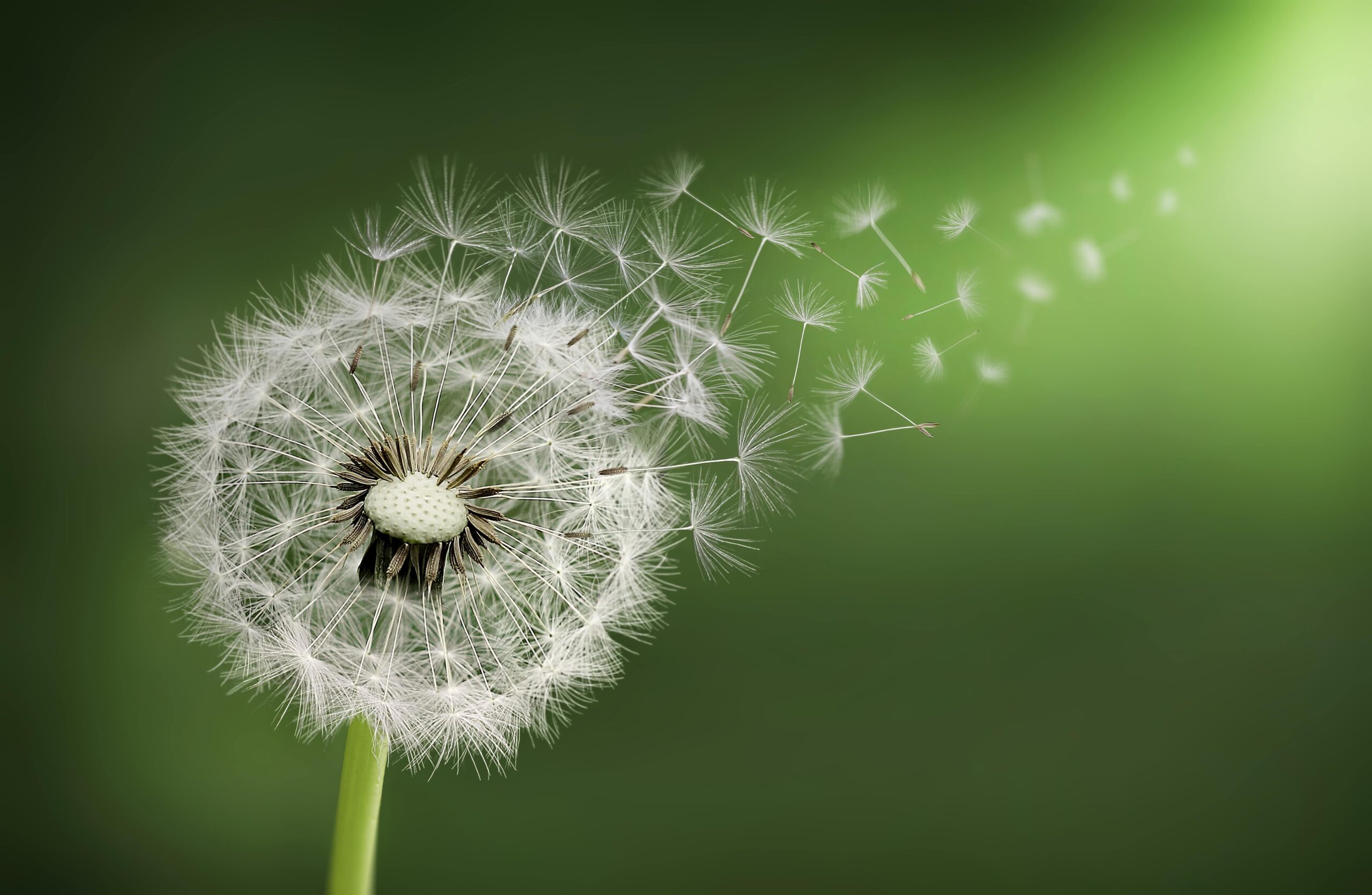 Connessione con la natura: Trovare bellezza nel mondo naturale