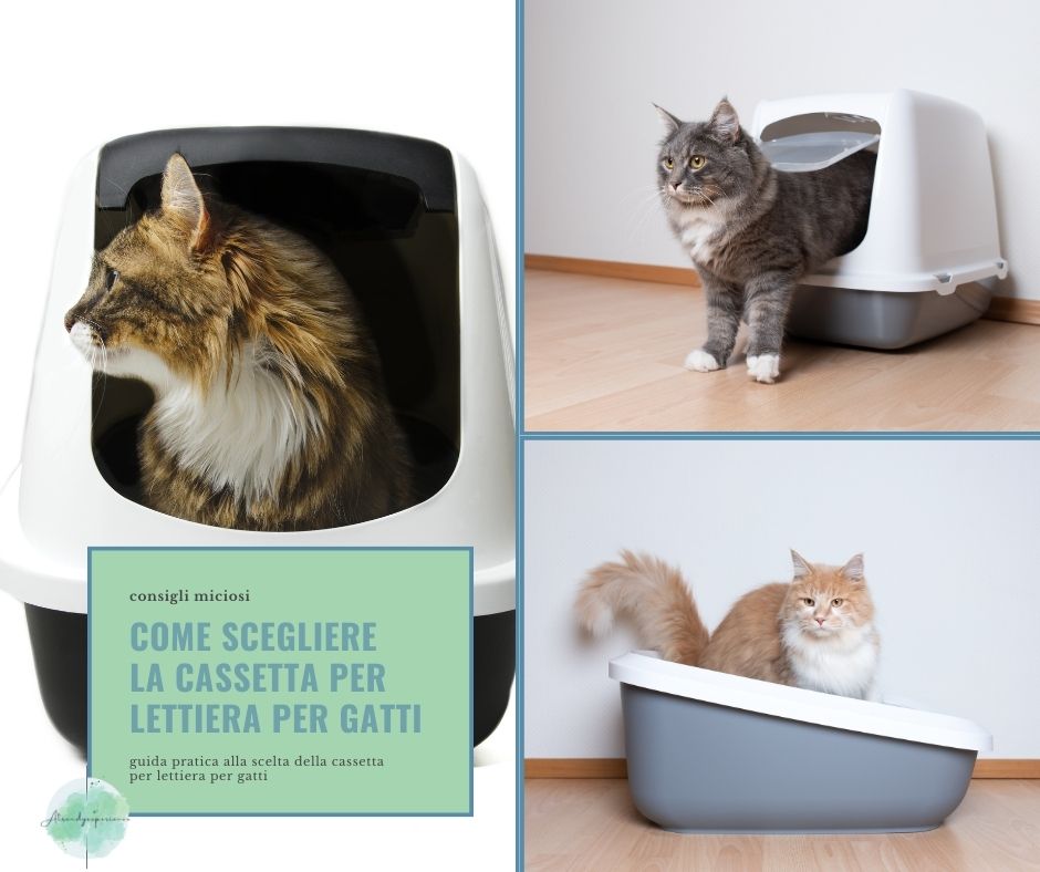 Come scegliere la cassetta per lettiera per gatti