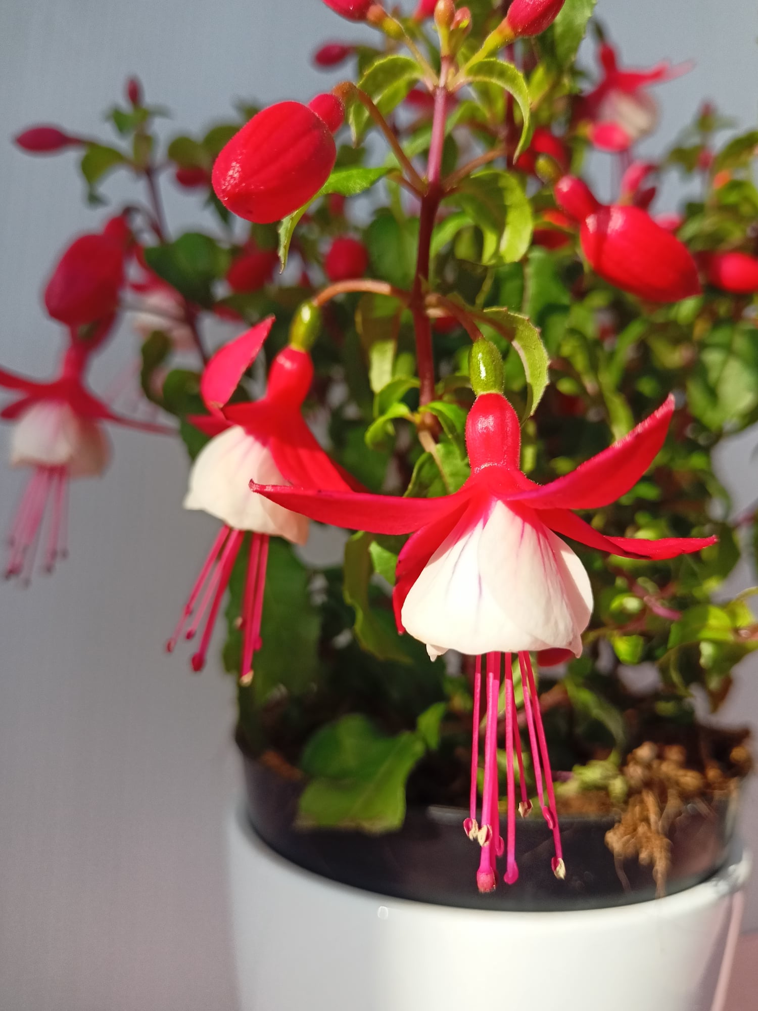 Coltivare la Fucsia in vaso, cura e manutenzione per una crescita sana e rigogliosa