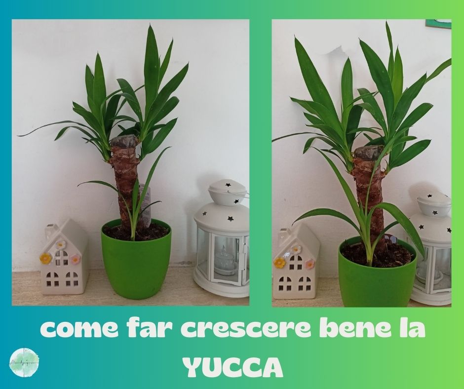 Cura della Yucca in vaso consigli pratici