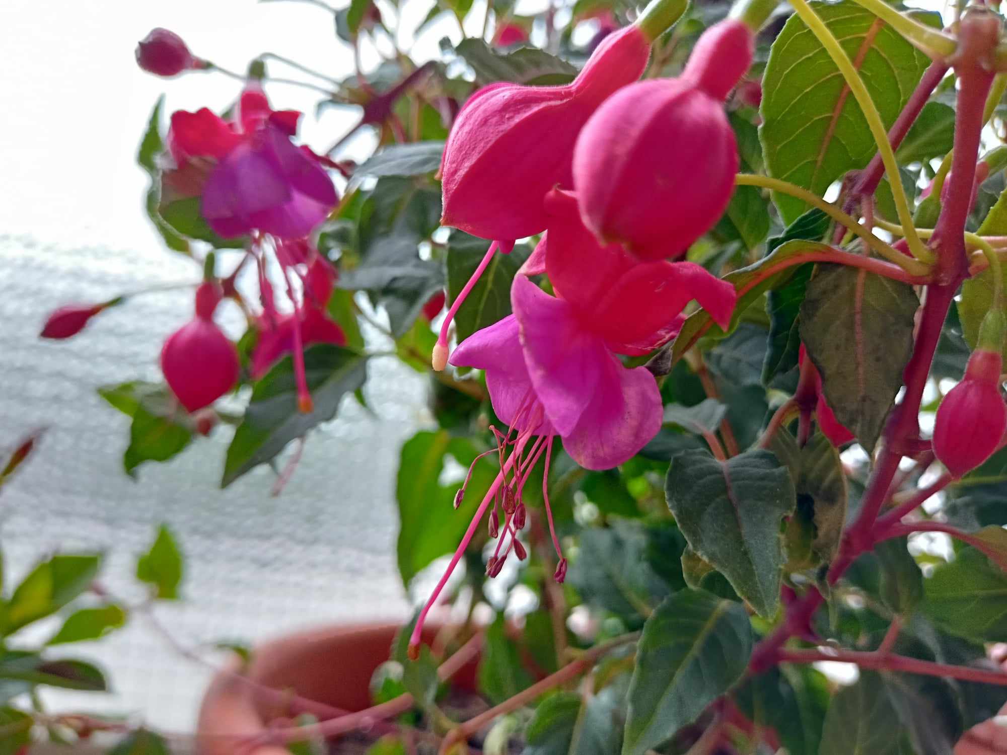 Fucsia in vaso cura