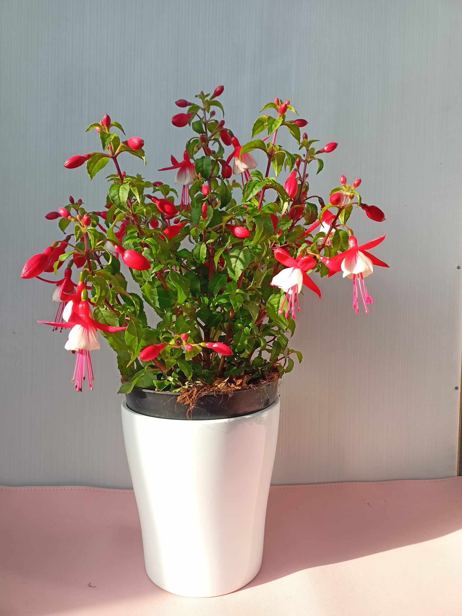 Fucsia in vaso origini e caratteristiche