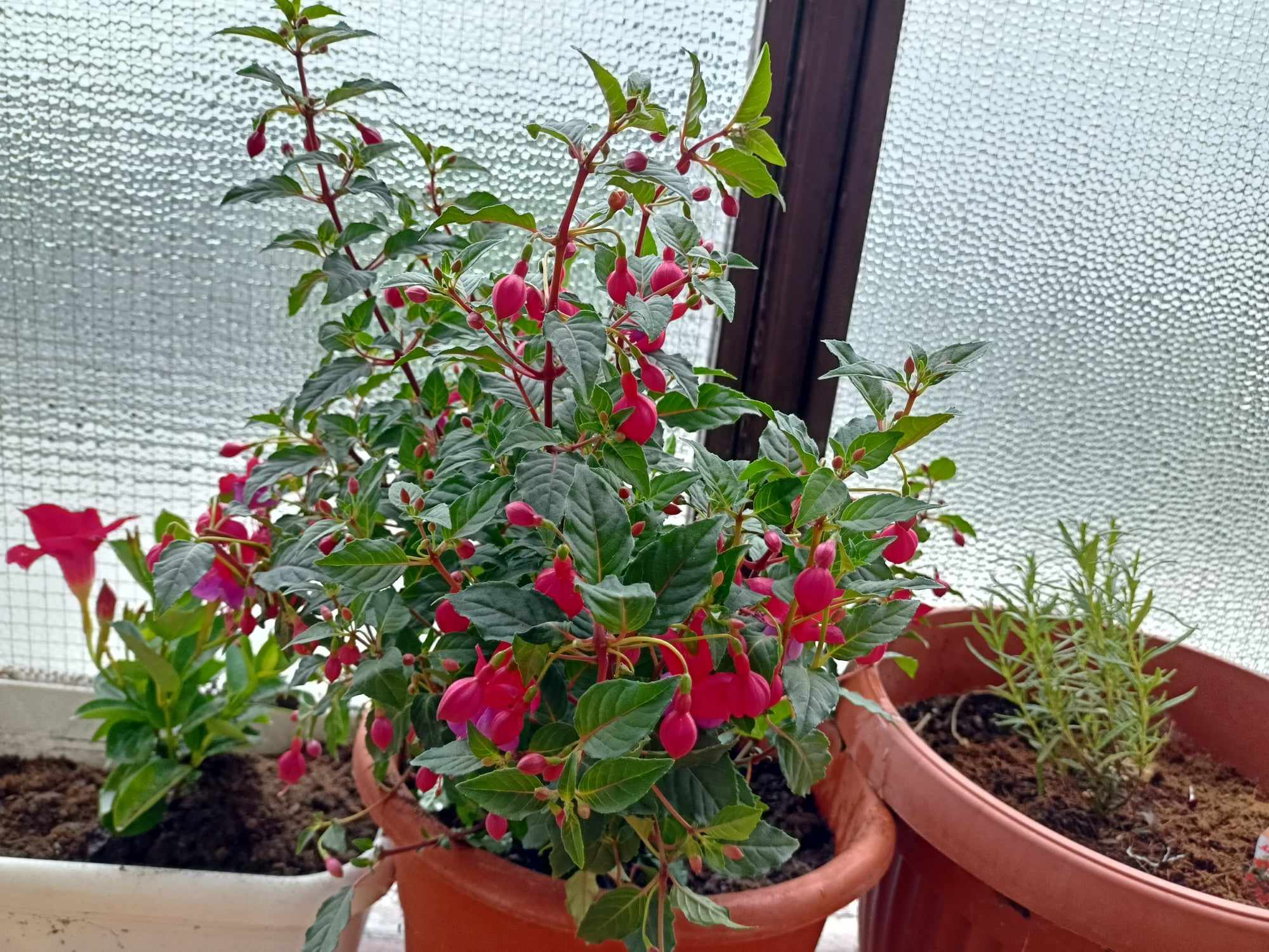 Fucsia in vaso consigli finali
