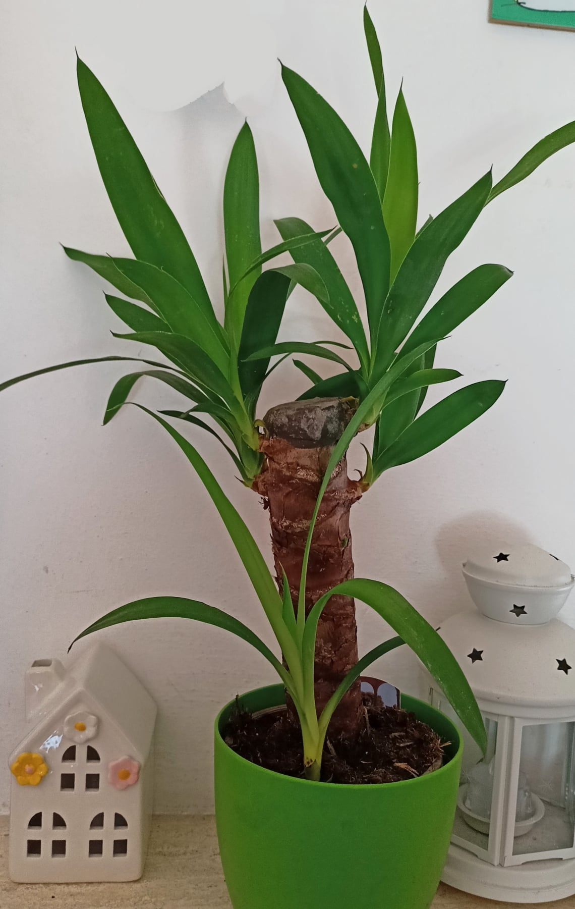 come far crescere bene la YUCCA