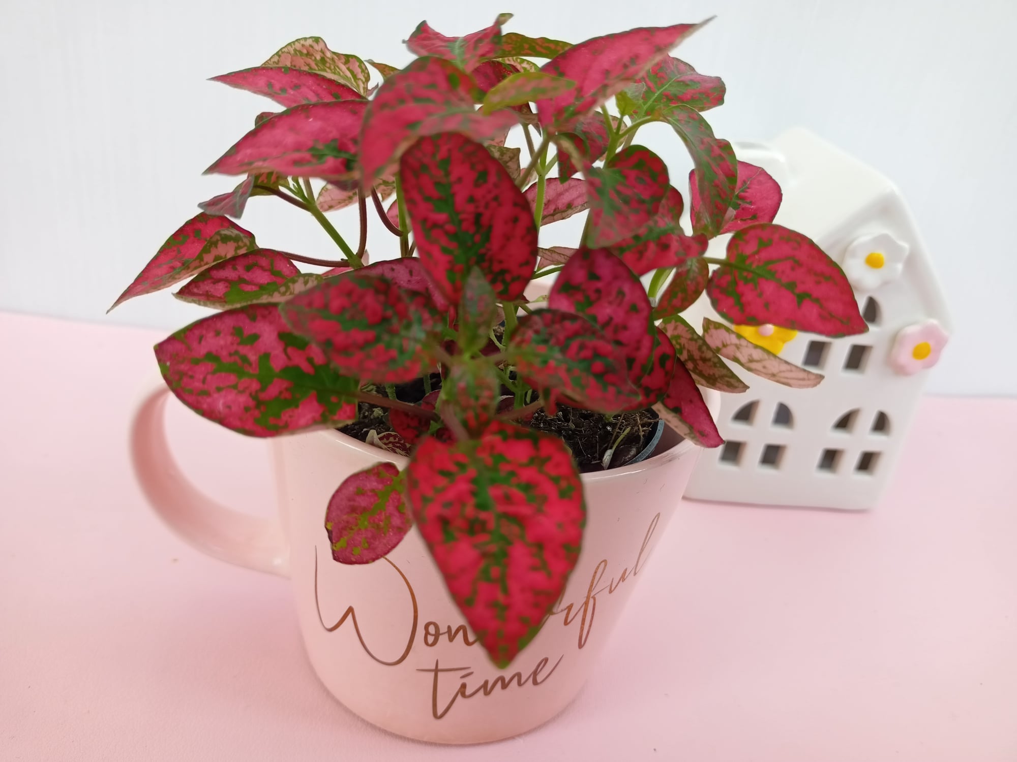 Hypoestes in vaso cura e manutenzione della Pianta a Pois