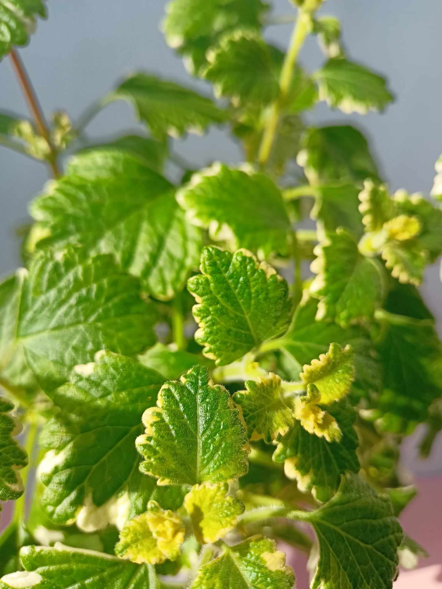 Plectranthus Pianta dell'incenso cura e manutenzione